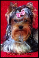 CHIOT