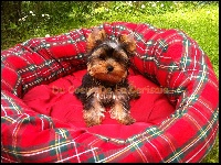 CHIOT